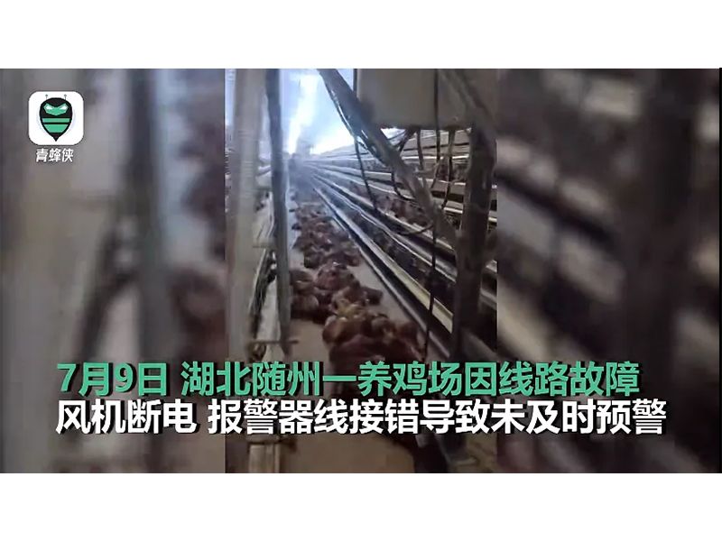 4000只雞被熱死！湖北養(yǎng)雞場停電故障給我們的啟示